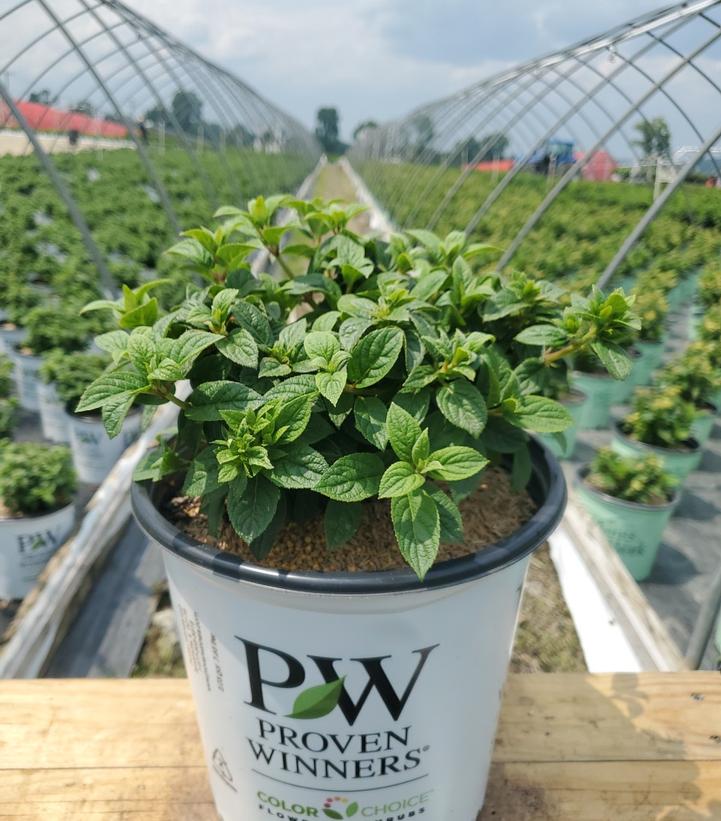 HYDRANGEA PAN. `TINY QUICK FIRE`