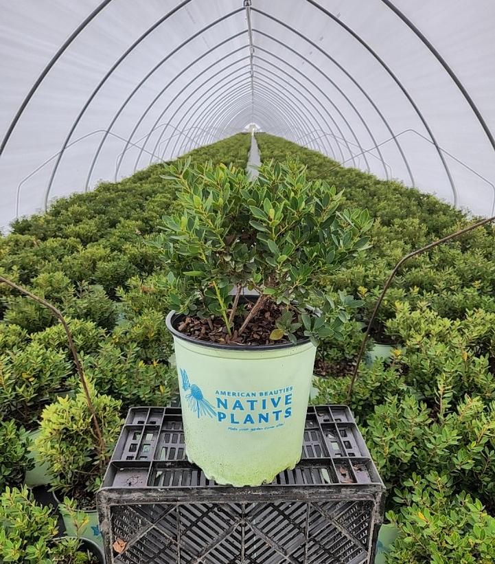 ILEX GLABRA `FOREVER EMERALD`