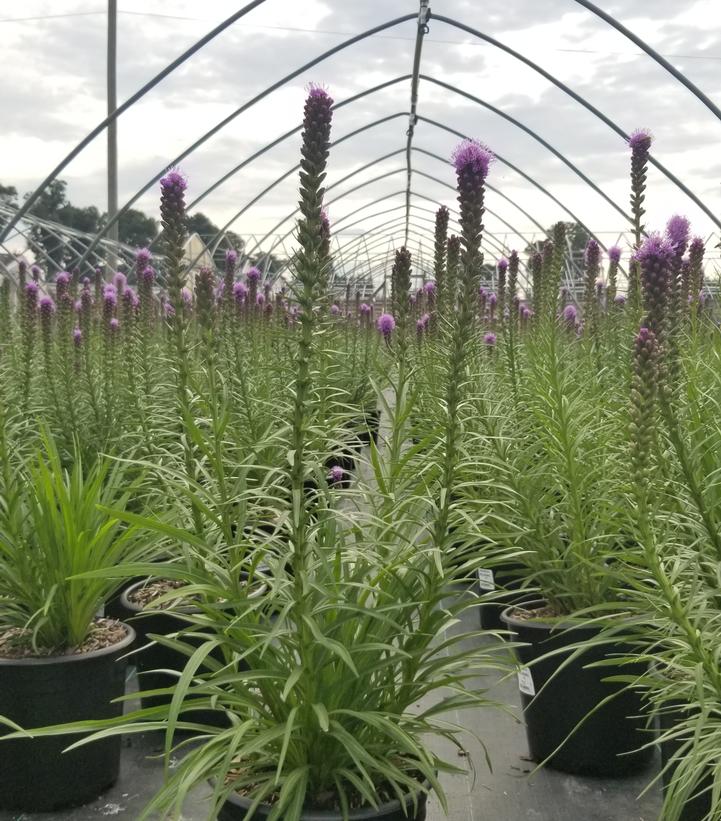 LIATRIS SPICATA `KOBOLD ORIGINAL`