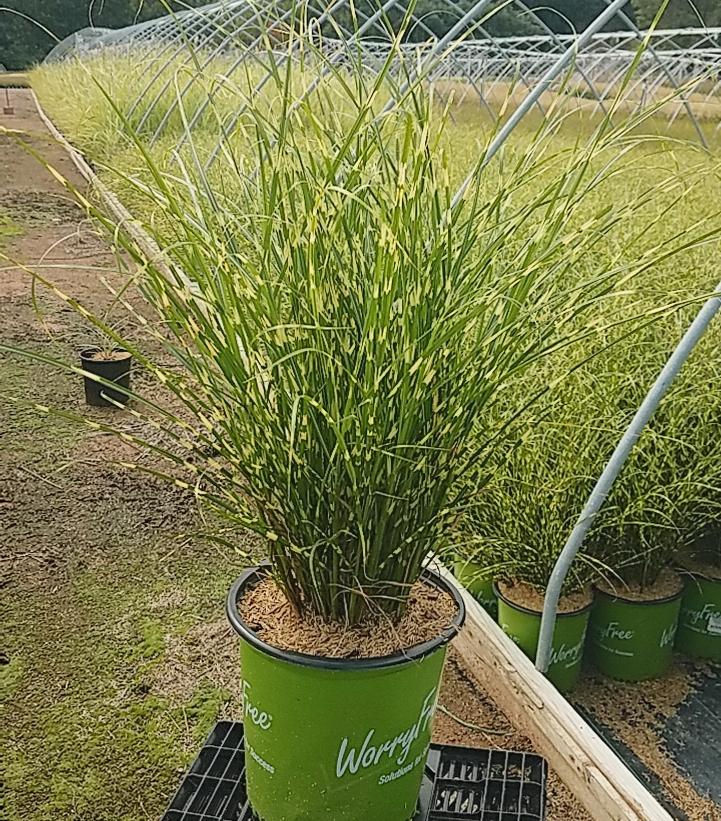 MISCANTHUS `BANDWIDTH` (STERILE)