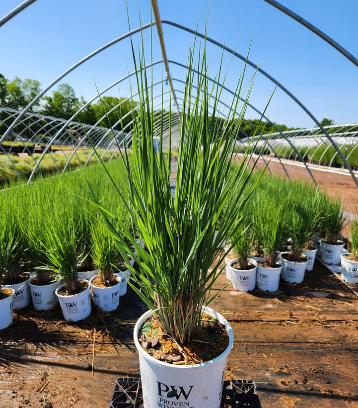 PANICUM PRAIRIE WINDS `TOTEM POLE`