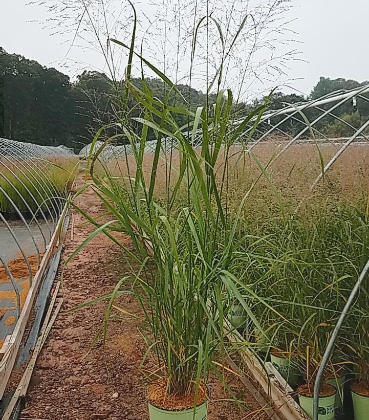 PANICUM VIRGATUM `THUNDERCLOUD`