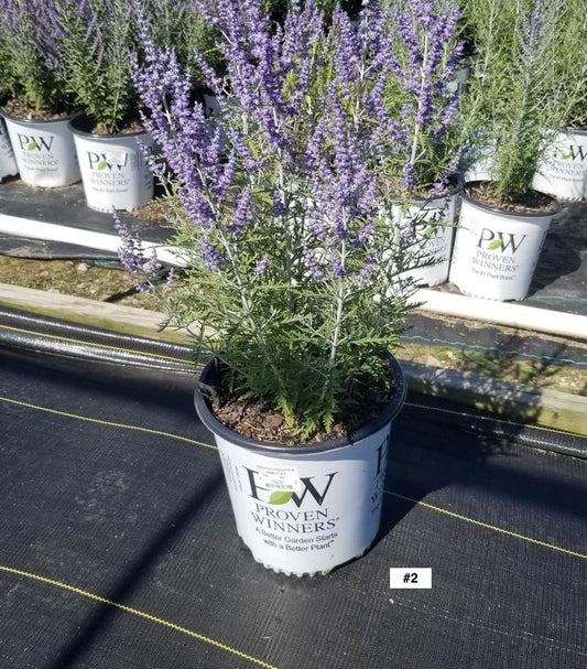 PEROVSKIA ATRIPLICIFOLIA `DENIM `N LACE`