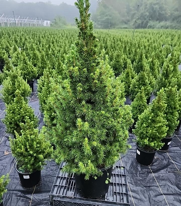 PICEA GLAUCA `CONICA`