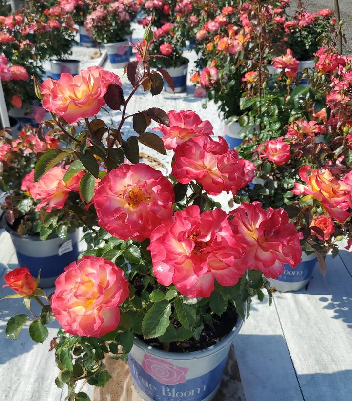 ROSA `TRUE SERENITY`