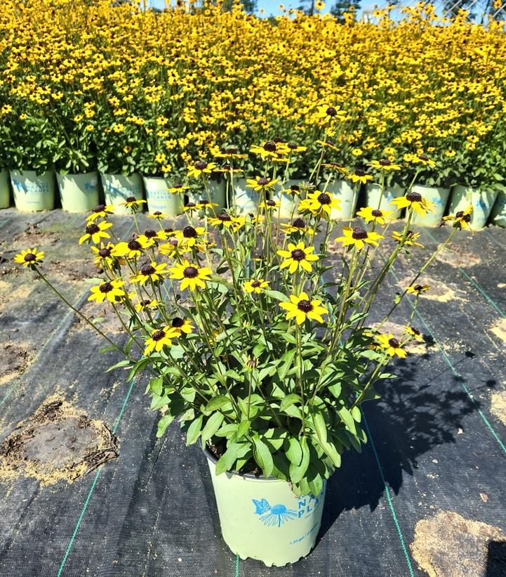 RUDBECKIA FULGIDA VAR. FULGIDA