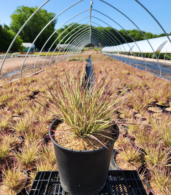 SCHIZACHYRIUM SCOPARIUM `SHINING STAR`
