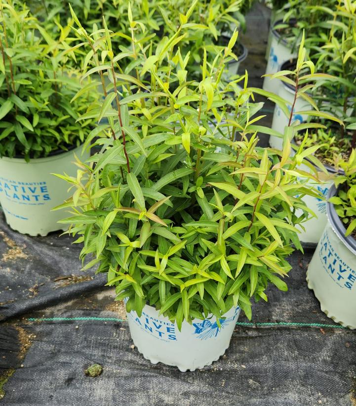 SOLIDAGO ODORA