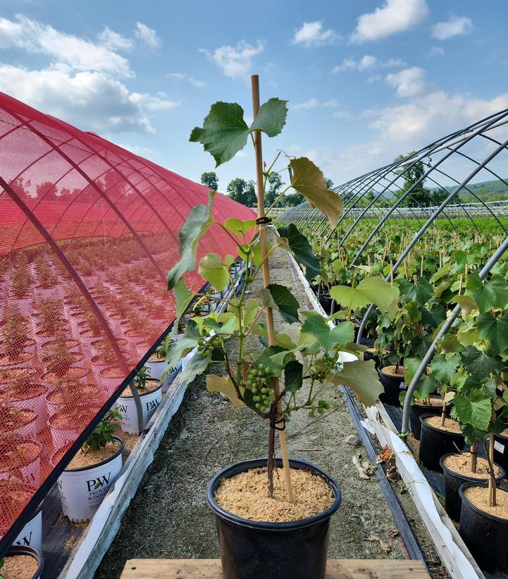 VITIS `LAKEMONT` SEEDLESS