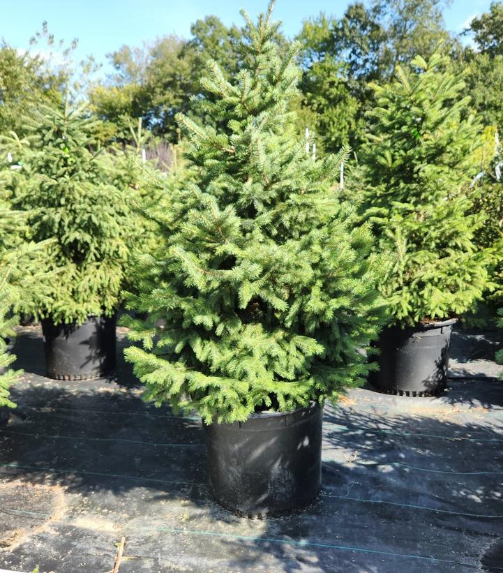 PICEA GLAUCA `DENSATA`