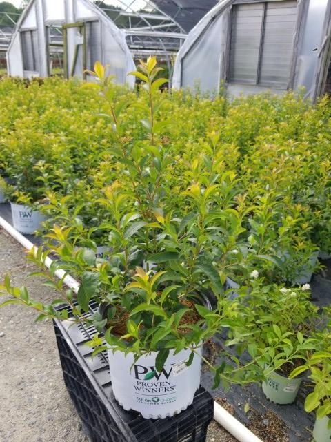 ABELIA `SWEET EMOTION`