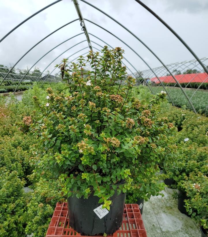ABELIA X GRANDIFLORA `ROSE CREEK`