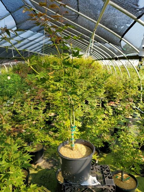 ACER PALMATUM `CIDER HILL`