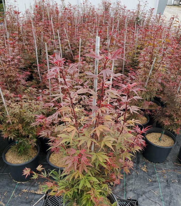 ACER PALMATUM `SHAINA`