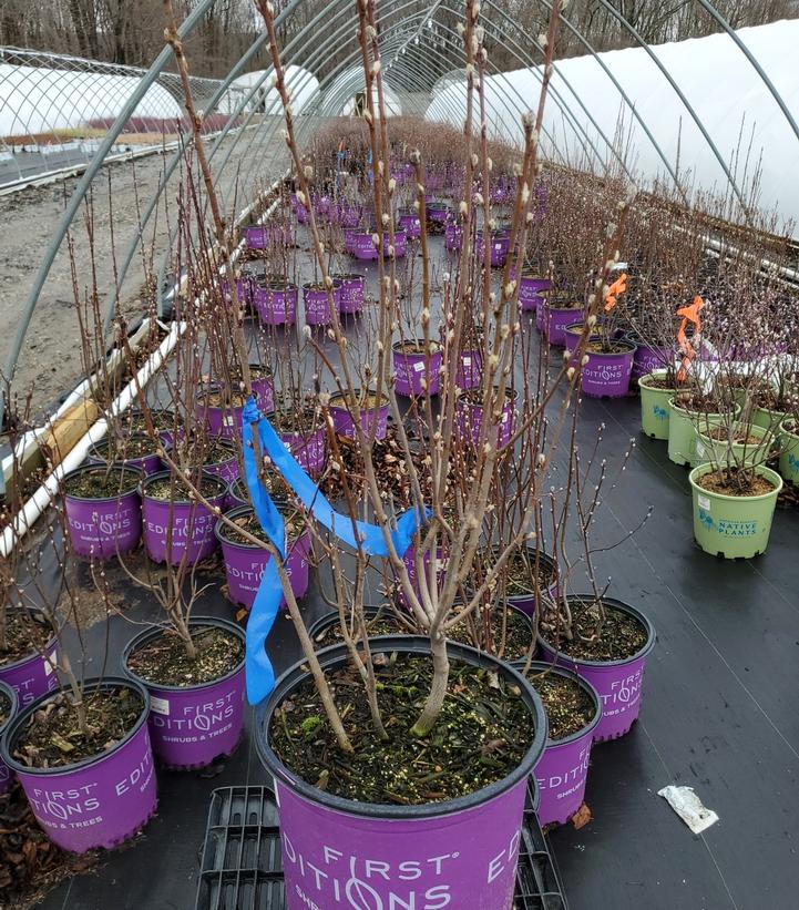 AMELANCHIER ALNIFOLIA `STANDING OVATION`