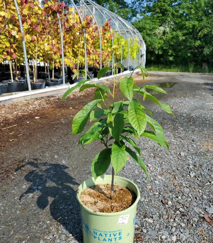 ASIMINA TRILOBA (PAW PAW)
