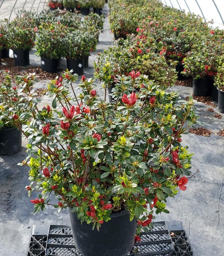 AZALEA `GIRARD`S CRIMSON`