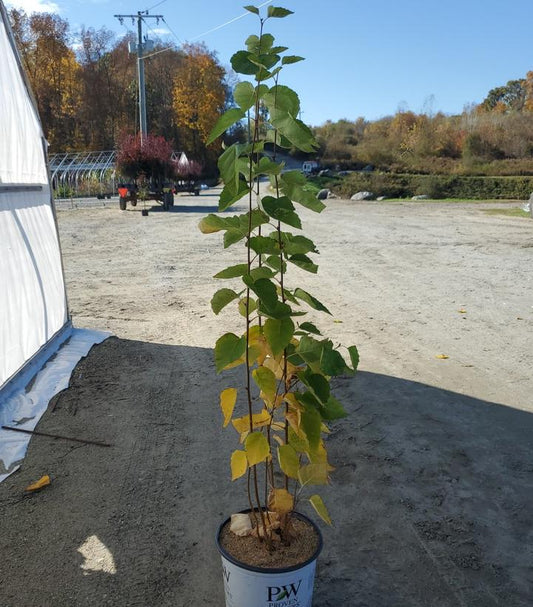BETULA X `AVALANCHE`