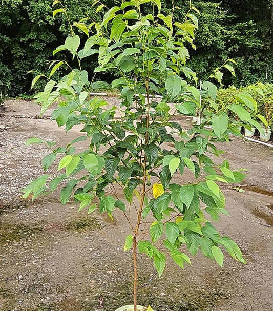 BETULA LENTA - CLUMP