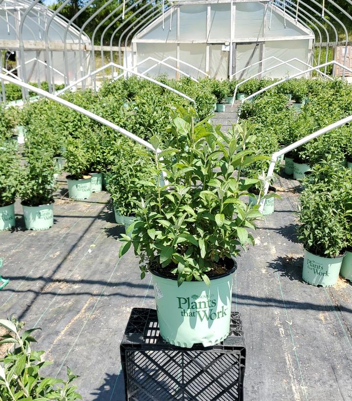 BUDDLEIA MONARCH `DARK DYNASTY`