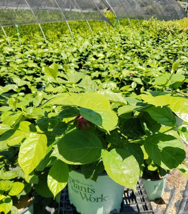 CALYCANTHUS R. `HARTLAGE WINE`
