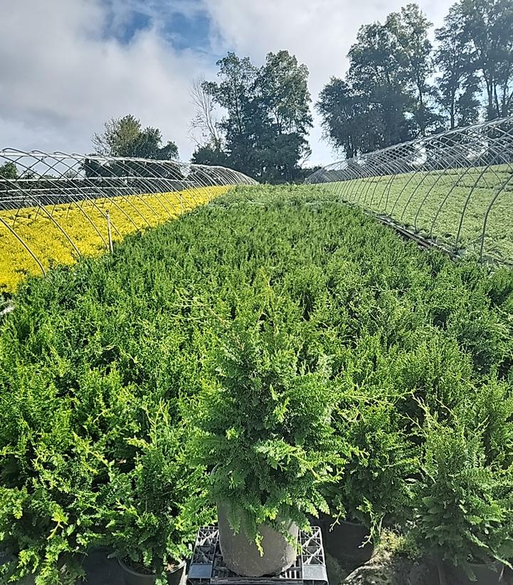 CHAMAECYPARIS OBTUSA `FILICOIDES COMPACTA`