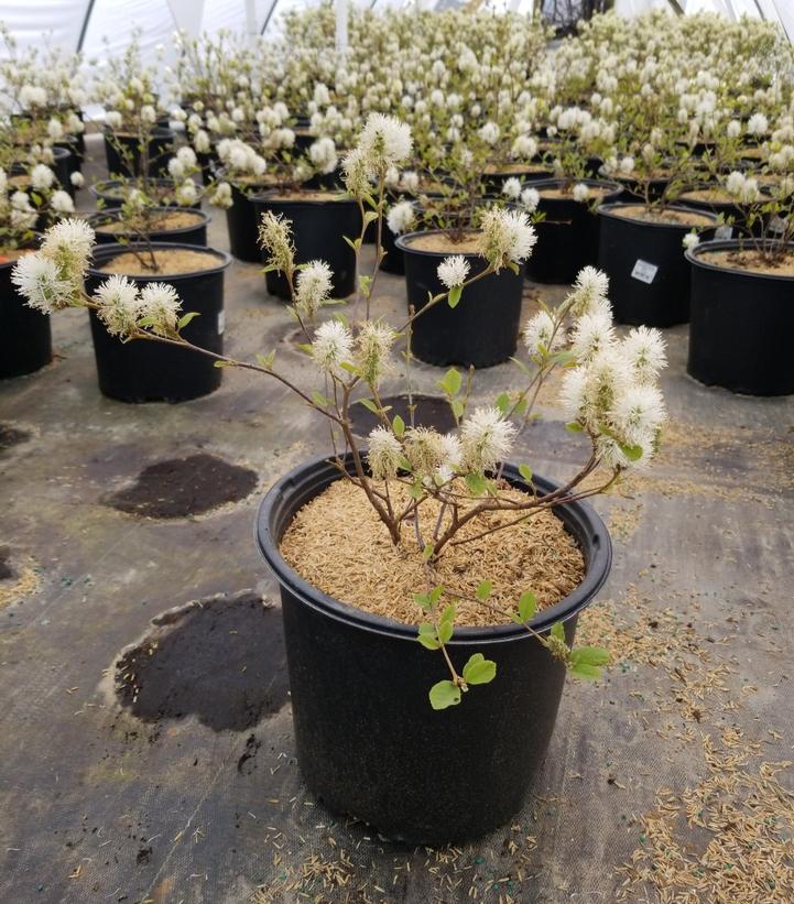 FOTHERGILLA GARDENII `BLUE MIST`