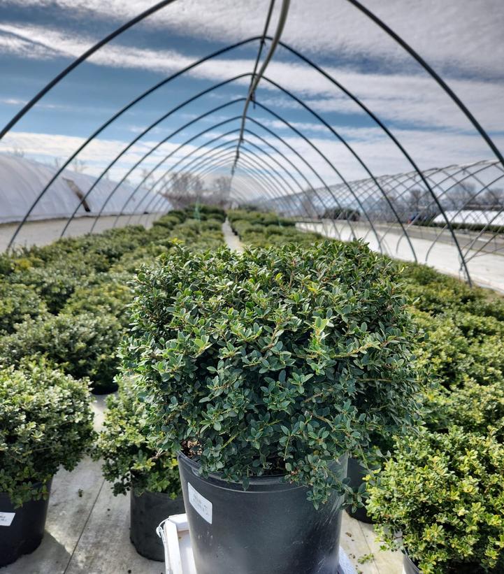 ILEX CRENATA `HELLERI`