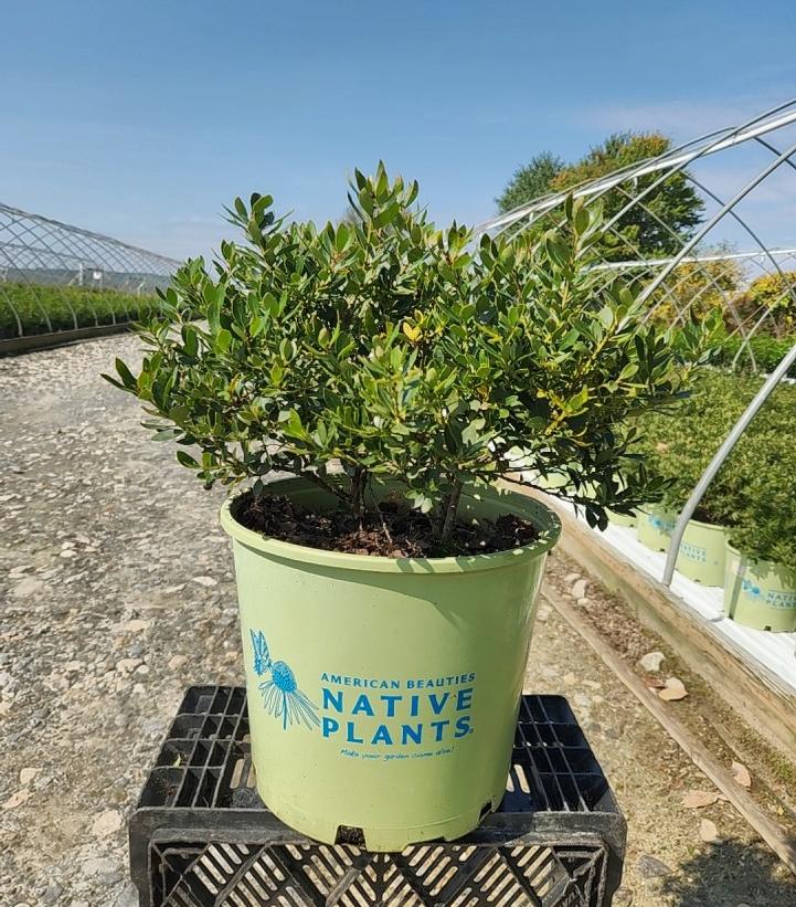 ILEX GLABRA `FOREVER EMERALD`