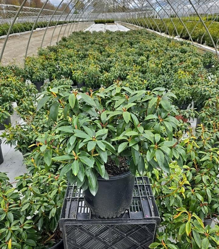 KALMIA LATIFOLIA `STOPLIGHT`