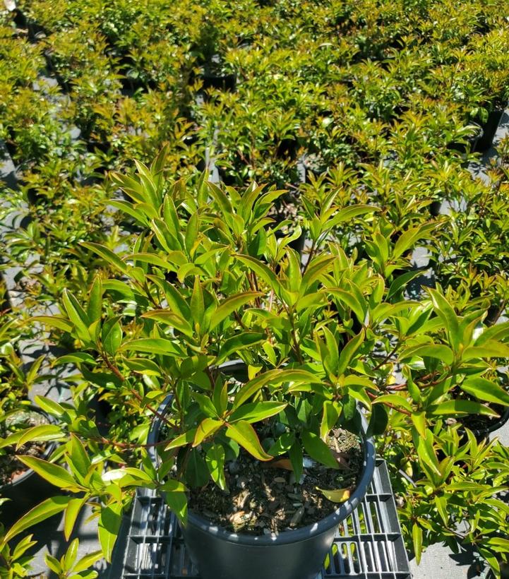 KALMIA LATIFOLIA `YANKEE DOODLE`