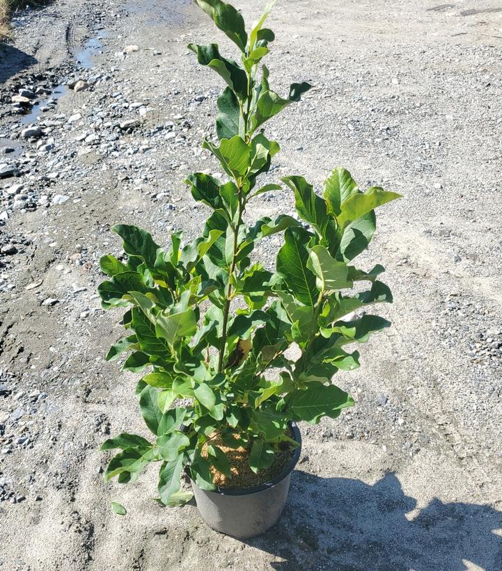 MAGNOLIA LILIIFLORA `ANN`