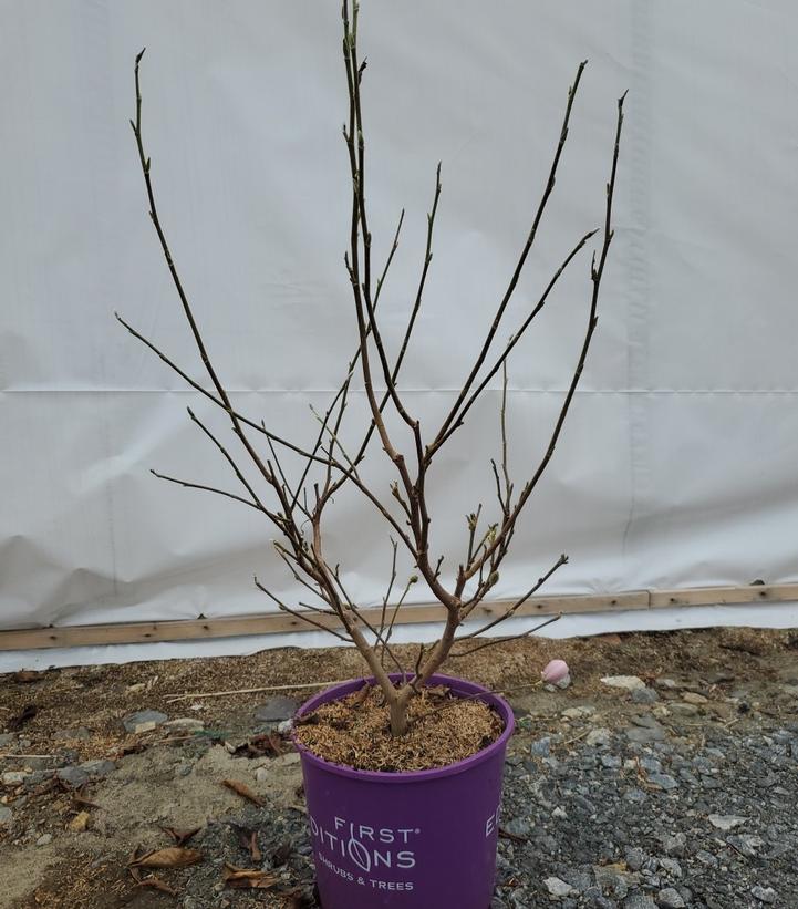 MAGNOLIA STELLATA `CENTENNIAL BLUSH`
