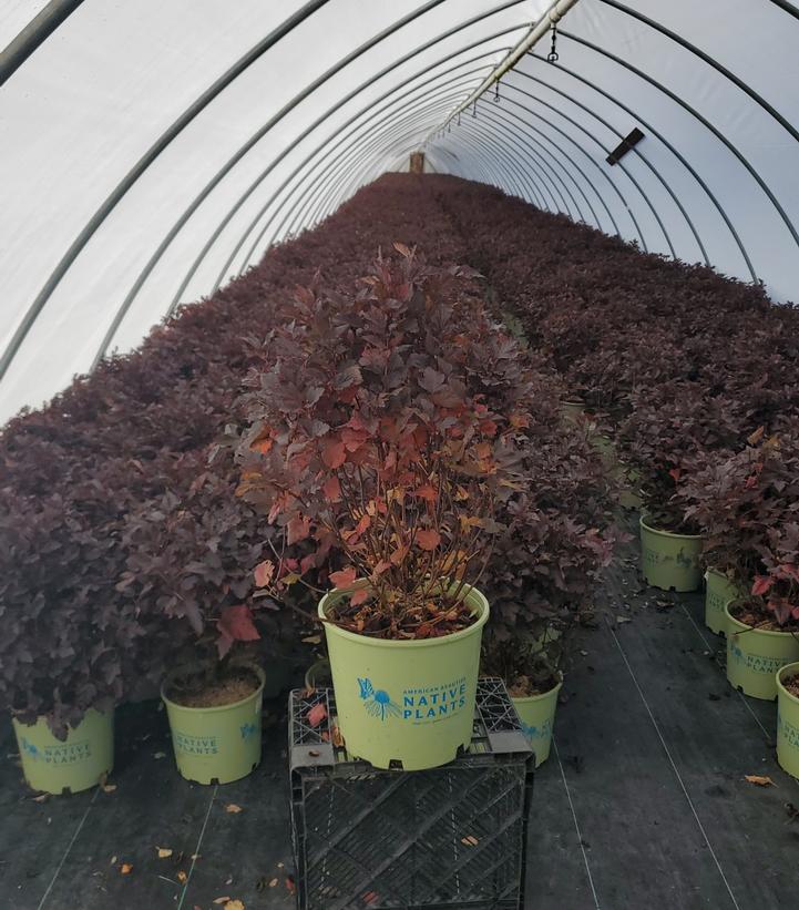 PHYSOCARPUS OP. `CHROMA CHAMELEON`