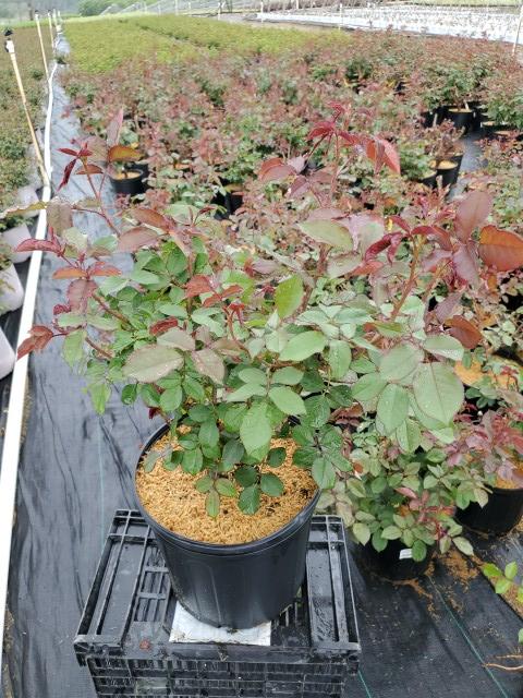 ROSA `AMERICA` - CL