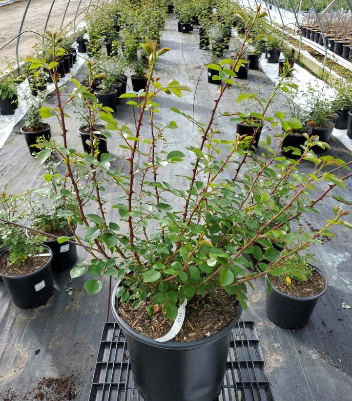 ROSA `NEW DAWN` - CL