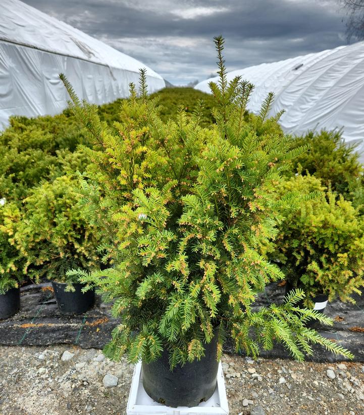 TAXUS X MEDIA `BROWNII`