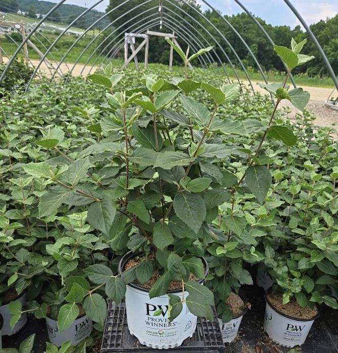 VIBURNUM CARLESII `SPICE COWBOY`-Koreanspice viburnum.