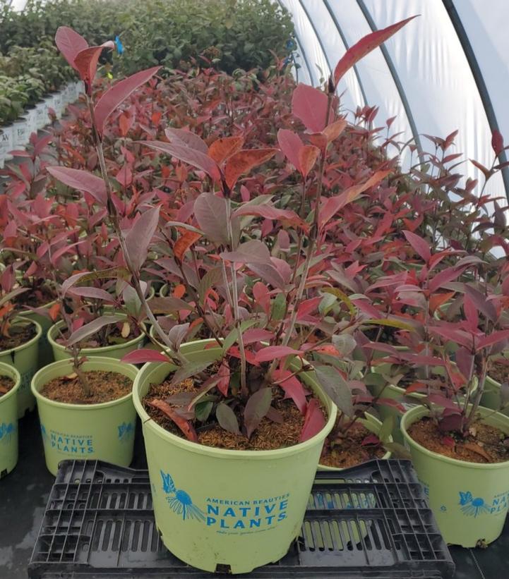 VIBURNUM CASSINOIDES `RAISINETTE`
