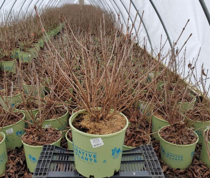 VIBURNUM DENTATUM `BLUE BLAZE`