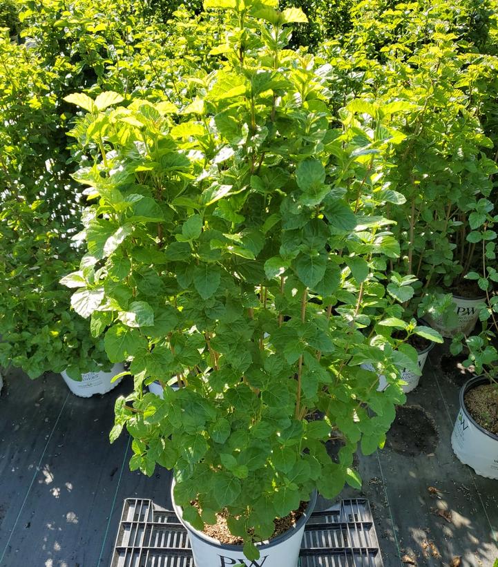 VIBURNUM BRACT. `ALL THAT GLOWS`