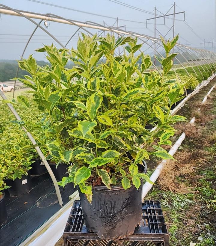 WEIGELA FLORIDA `VARIEGATA`