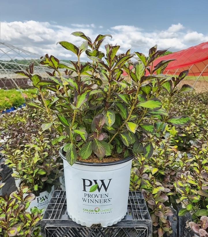 WEIGELA `VINHO VERDE`