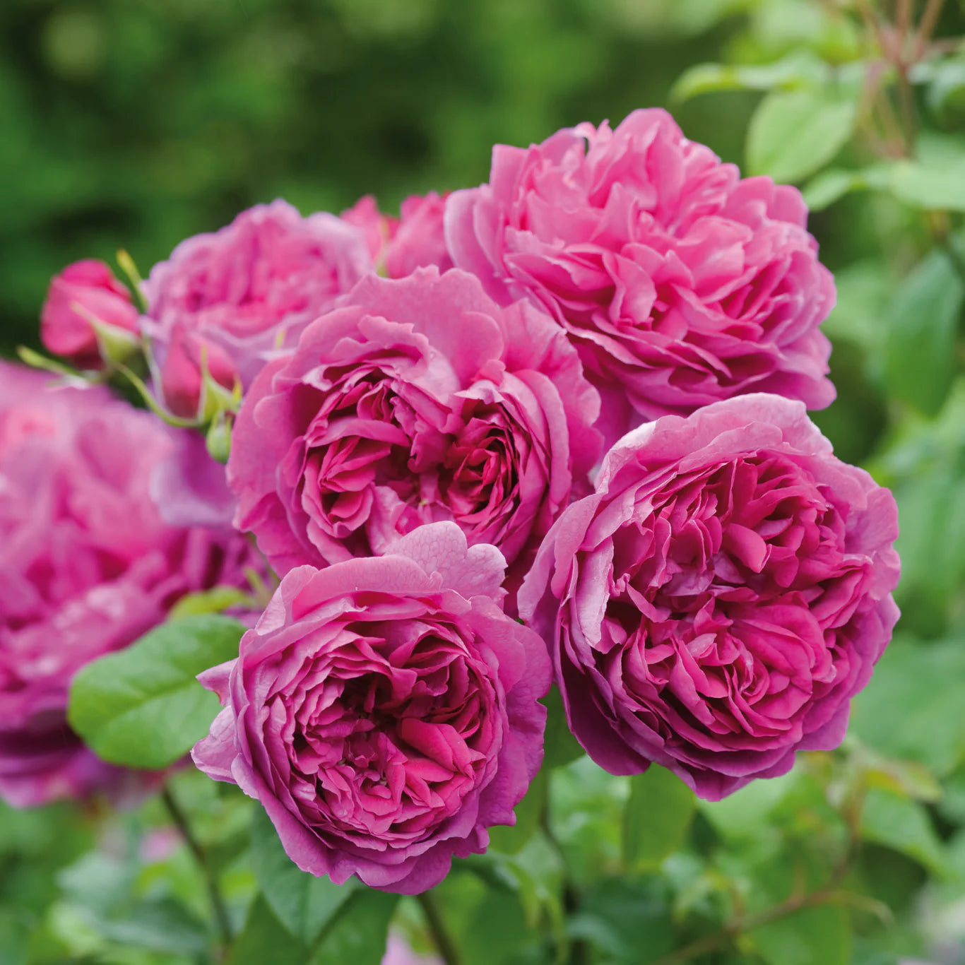 ROSA `YOUNG LYCIDAS`