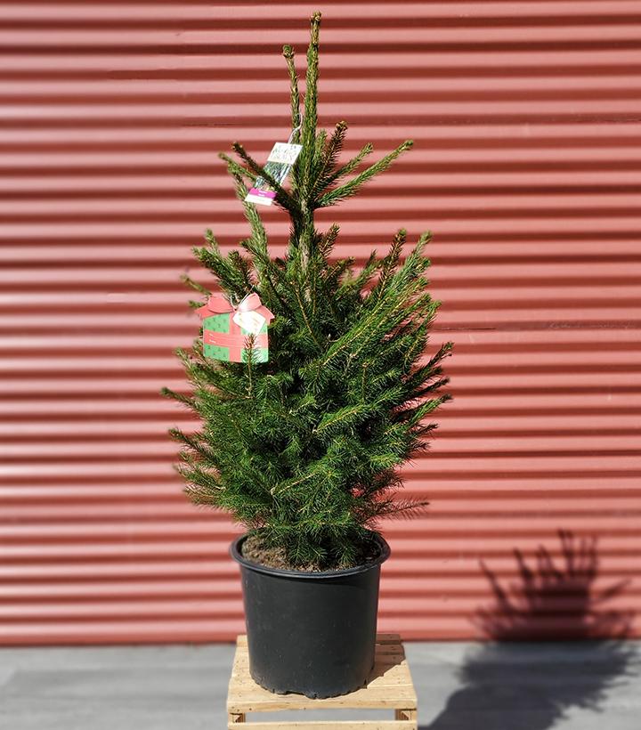PICEA ABIES