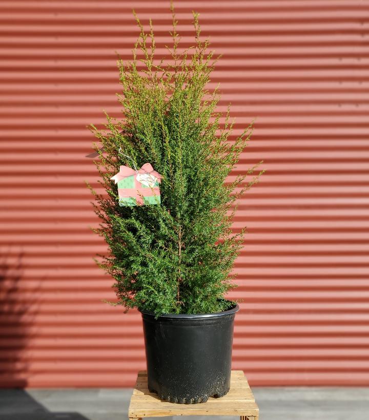 JUNIPERUS COMMUNIS `GOLD CONE`