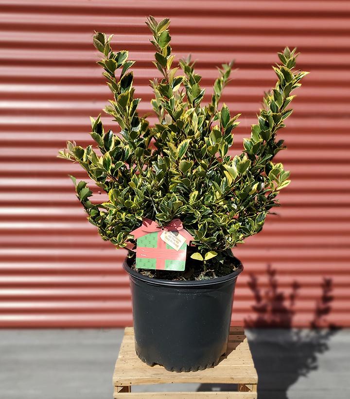 ILEX X MESERVEAE `HONEY MAID`