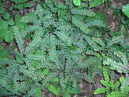 ADIANTUM PEDATUM - MAIDENHAIR FERN