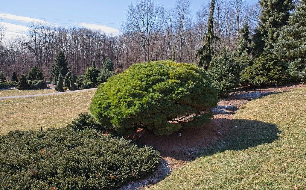 PINUS str. Lairds Broom-Eastern white pine