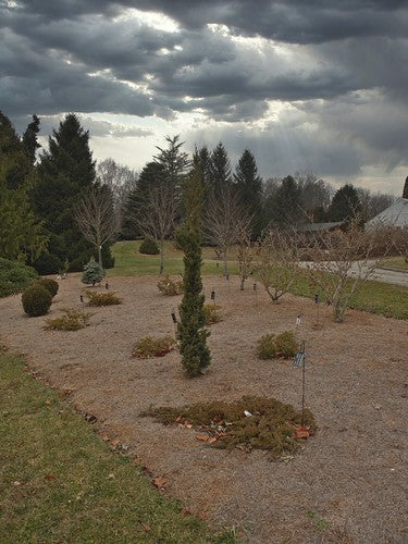 JUNIPERUS .ch. Trautman-Chinese juniper